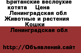 Британские веслоухие котята  › Цена ­ 6 000 - Ленинградская обл. Животные и растения » Кошки   . Ленинградская обл.